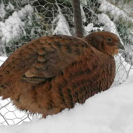 Lägenhet Accogliente Di Montagna A Cavagnago *