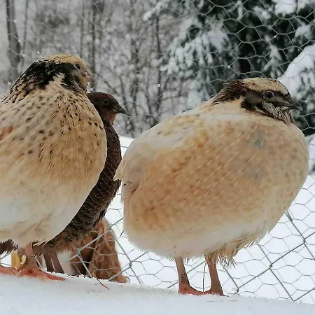Accogliente Di Montagna A Cavagnago Lägenhet *